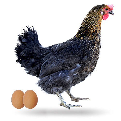 Gallina Ponedora Isazul Morisca