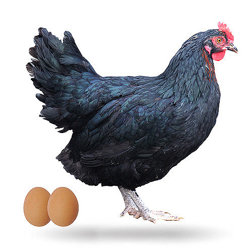 Gallina Ponedora Negra