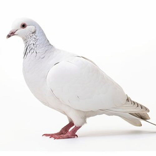 Paloma Blanca