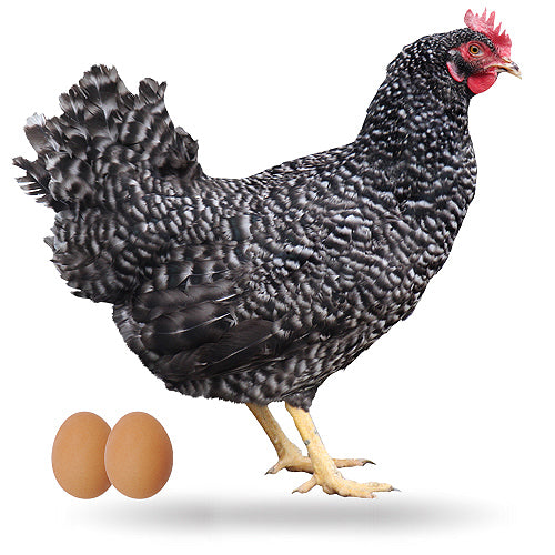 Gallina Ponedora Barrada
