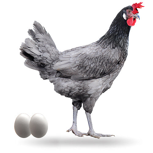 Gallina Ponedora Isazul