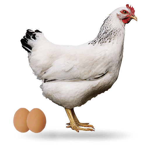 Gallina Ponedora Sussex